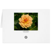 Dahlia 'David Howard' Cards (Back Horizontal)