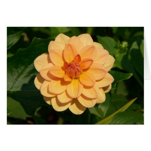Dahlia 'David Howard' Cards (Front Horizontal)