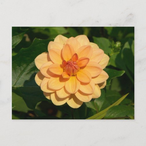 Dahlia David Howard Postcard