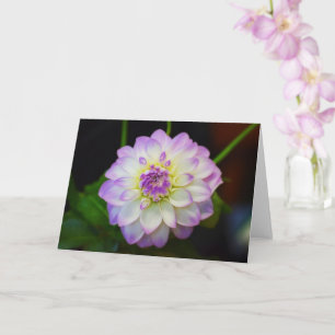 Dahlia Eveline Blank Greeting Card