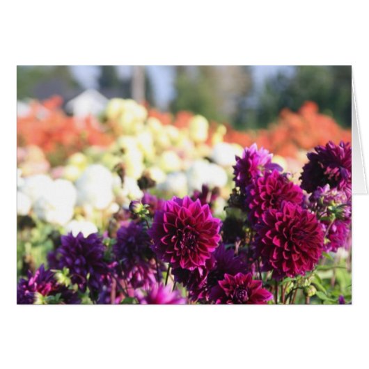 Dahlia Farm Cards (Front Horizontal)