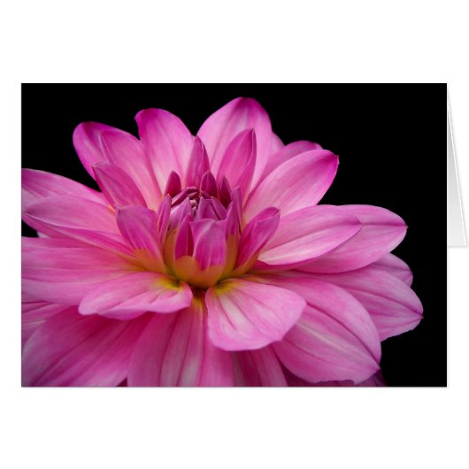 Dahlia Figurine Cards (Front Horizontal)