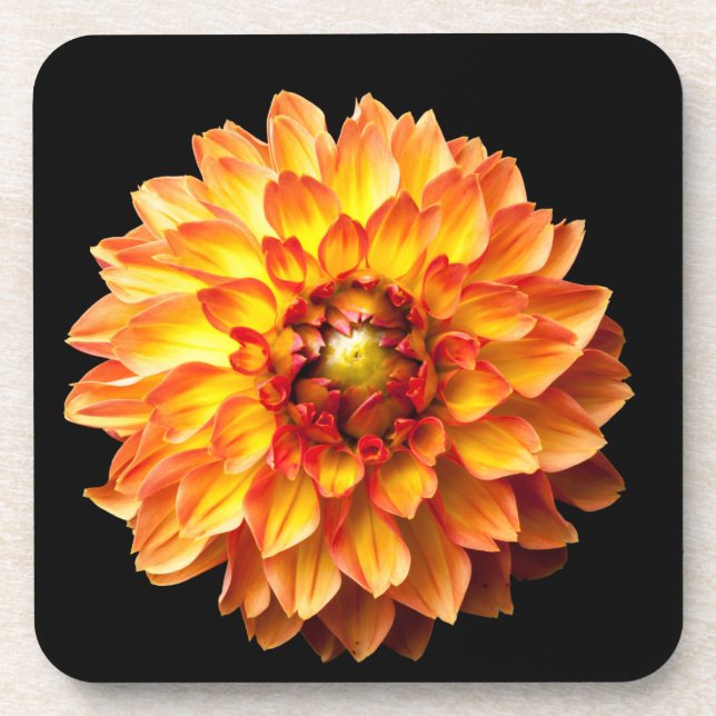 Dahlia flower beverage coaster (Front)