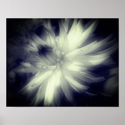 Dahlia Flower Black And White High Contrast  Poster