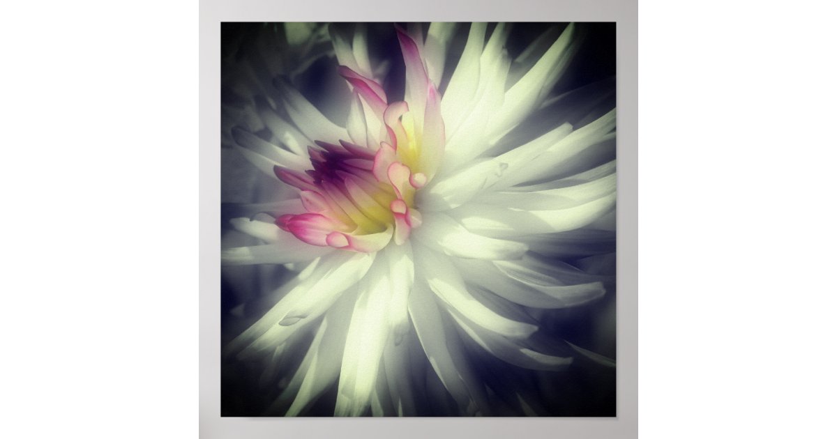 Dahlia Flower Black And White Partial Color Poster | Zazzle