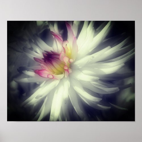 Dahlia Flower Black And White Partial Color  Poster