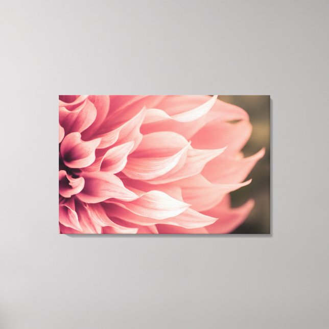 Dahlia Flower Blossom Canvas Print (Front)