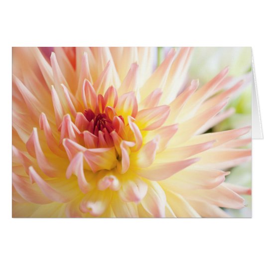 Dahlia Flower Cards (Front Horizontal)