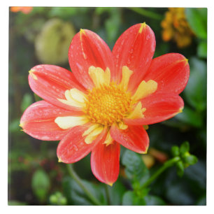 Dahlia flower floral ceramic tile
