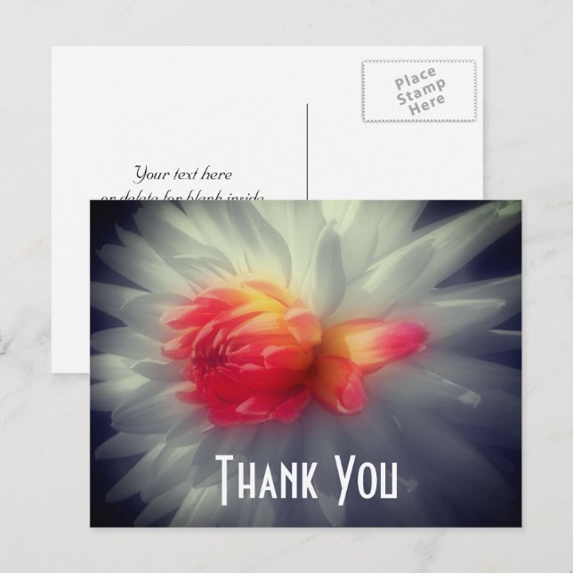 Dahlia Flower Partial Color Thank You Postcard (Front/Back)