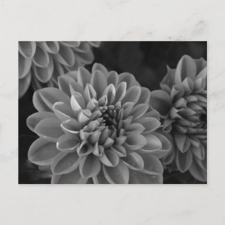 Dahlia Flowers (black & white) Postcard