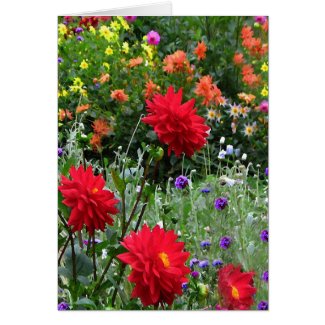 Dahlia Garden Flowers Floral Greeting Card