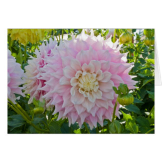 Dahlia, Gitts Perfection Cards