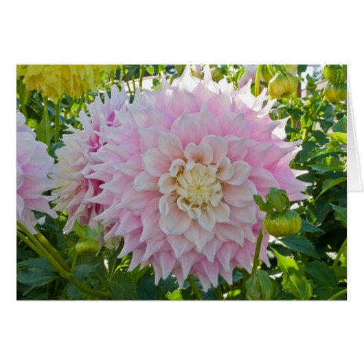 Dahlia, Gitts Perfection Cards (Front Horizontal)