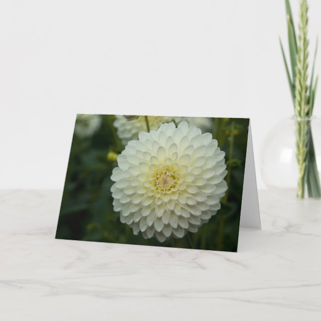 Dahlia Greeting Card | Dahlie Castle (Front)