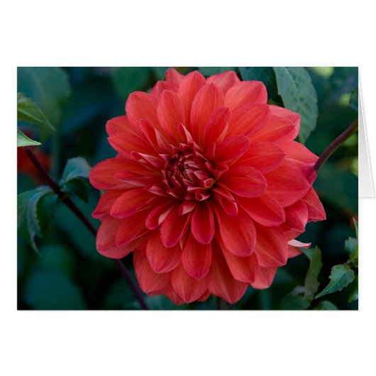 Dahlia, Groovy Cards (Front Horizontal)