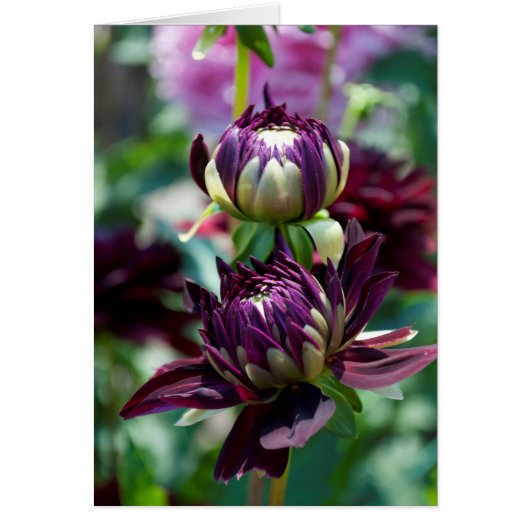 Dahlia - Holly Hill Black Widow Cards (Front)