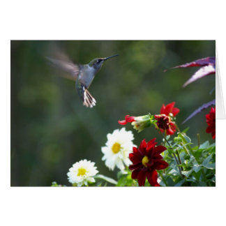 Dahlia Hummer Cards
