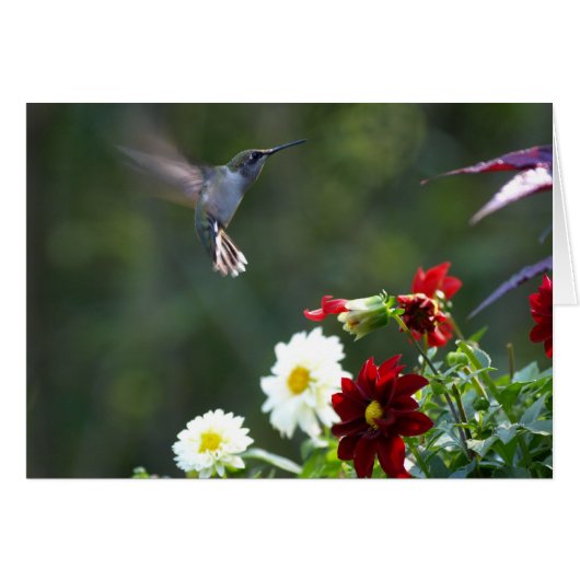 Dahlia Hummer Cards (Front Horizontal)