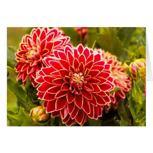 Dahlia In Bloom 11 Cards (Front Horizontal)
