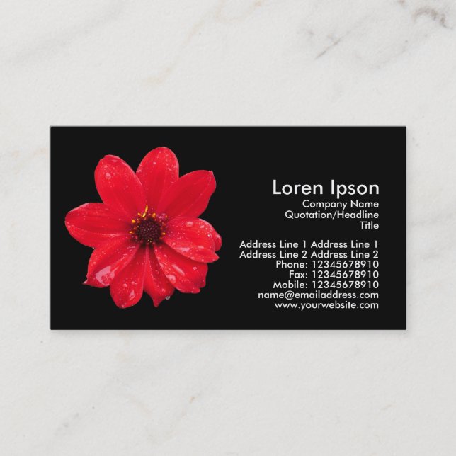 Dahlia in the Rain - Black Business Card (Front)