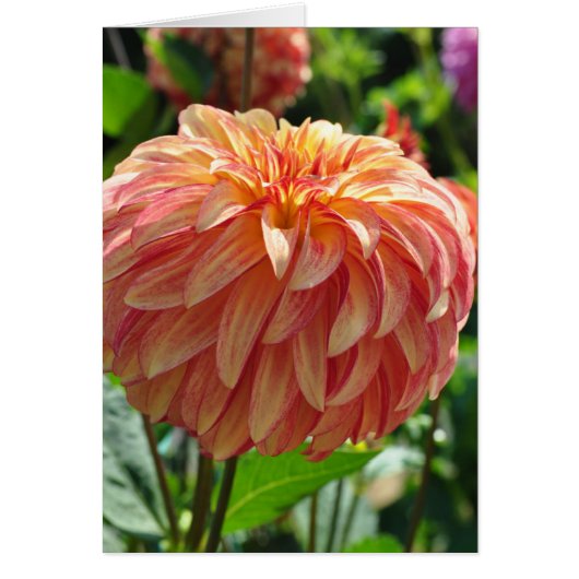 Dahlia - Irish Pinwheel (Front)