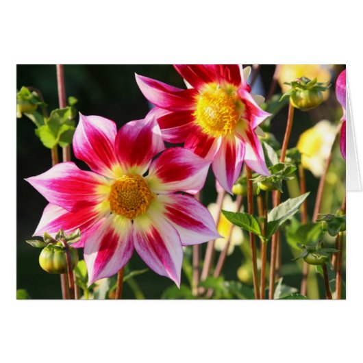 Dahlia, Junkyard Dog Cards (Front Horizontal)