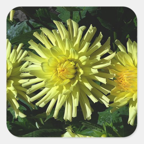 Dahlia Lakeview Glow 1_2 Stickers