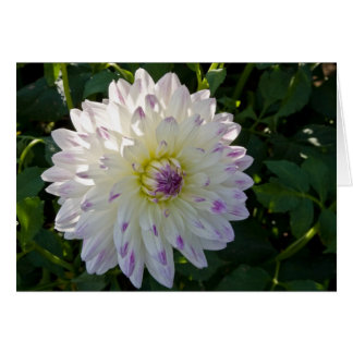 Dahlia, Margaret Ellen Cards