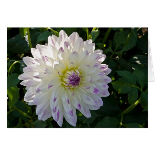 Dahlia, Margaret Ellen Cards (Front Horizontal)