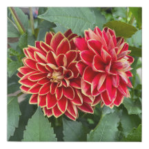 Dahlia Maxime Canvas