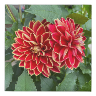 Dahlia Maxime Canvas