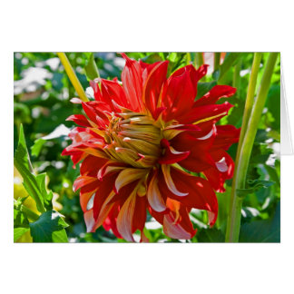 Dahlia, Nick Sr. Cards