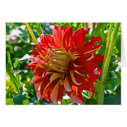 Dahlia, Nick Sr. Cards (Front Horizontal)