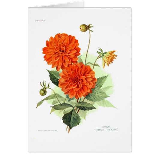 Dahlia 'Orange Fire King' Cards (Front)