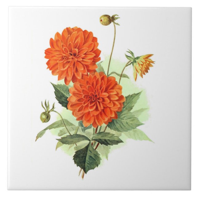 Dahlia 'Orange Fire King' Ceramic Tile (Front)