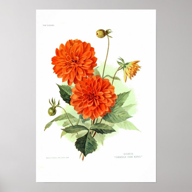 Dahlia 'Orange Fire King' Poster (Front)