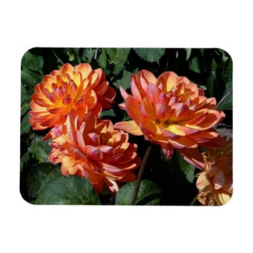 Dahlia Pam Howden 1 Magnet