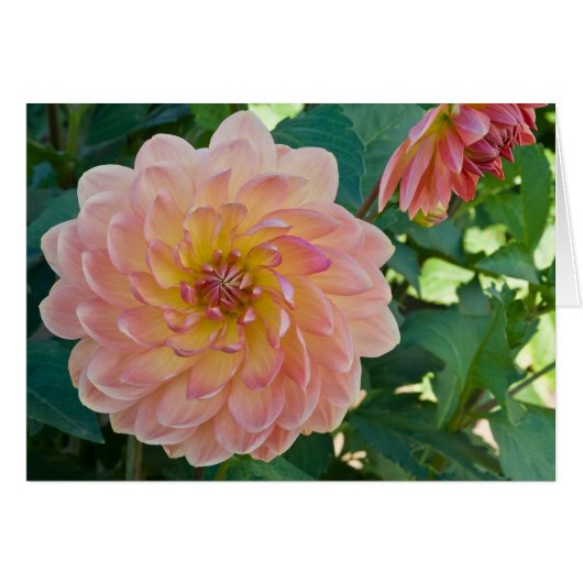 Dahlia, Peaches (Front Horizontal)