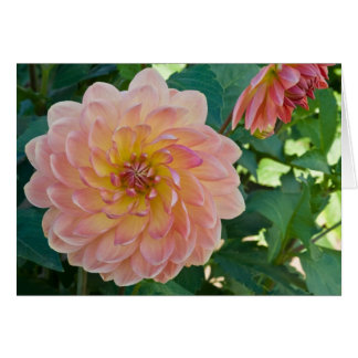 Dahlia, Peaches Cards