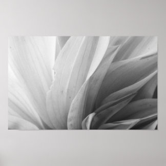 Dahlia Petals Black and White Poster