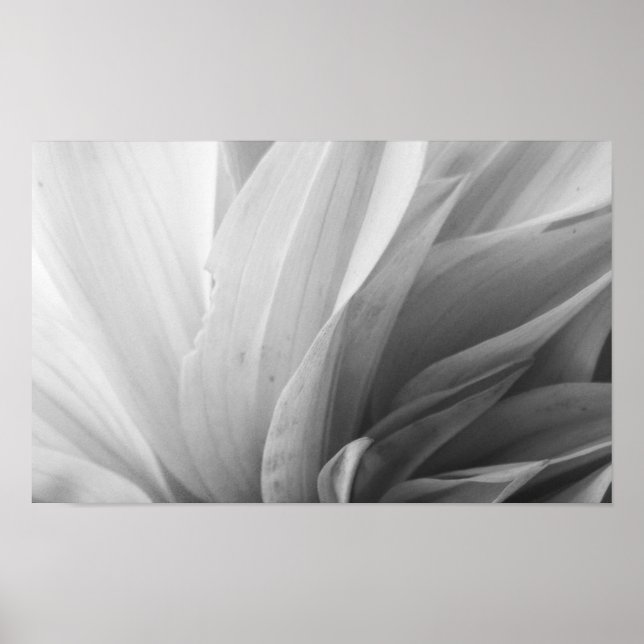 Dahlia Petals Black and White Poster (Front)