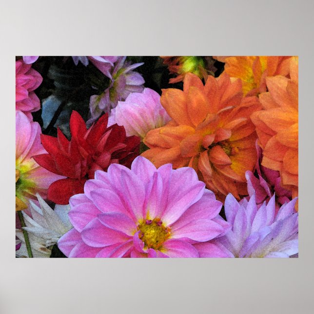 Dahlia Petals Poster (Front)