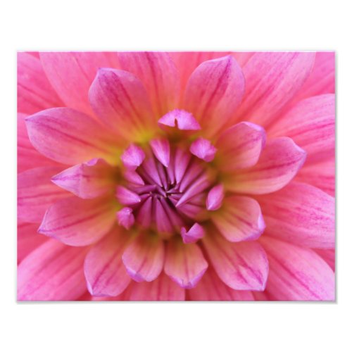 dahlia Photo