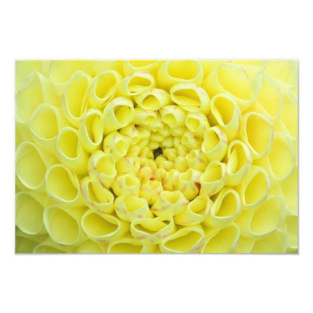 Dahlia Photo Print (Front)