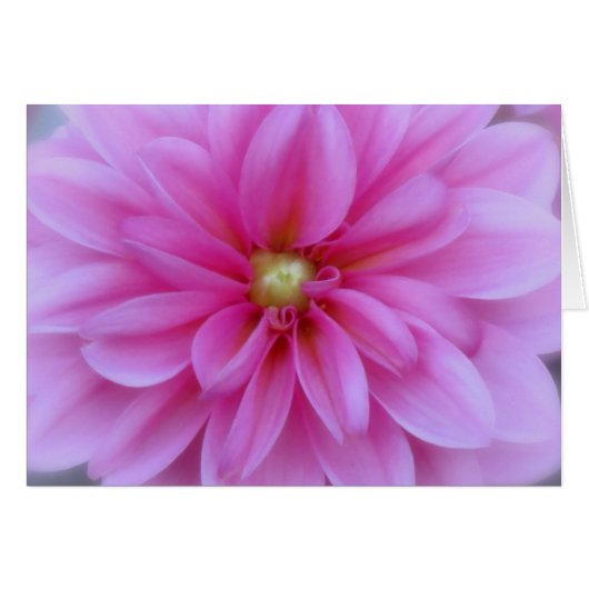 Dahlia Pink - Close Up Cards (Front Horizontal)