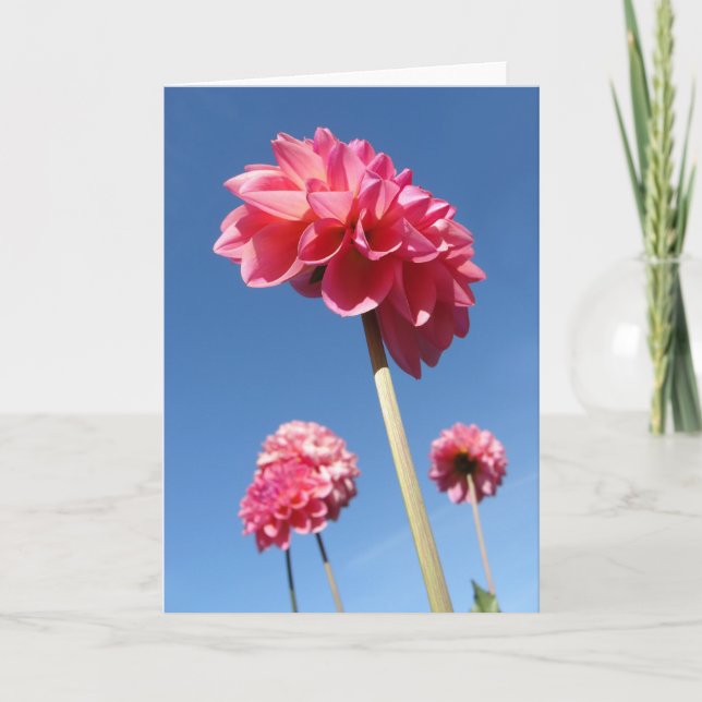 Dahlia, pink tall flowers low angle with blue sky card (Front)
