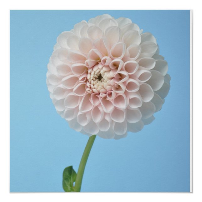 Dahlia pompom on blue background poster (Front)