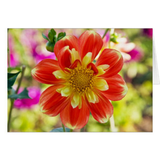 Dahlia, Pooh Cards