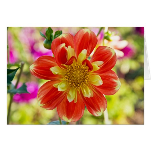 Dahlia, Pooh Cards (Front Horizontal)